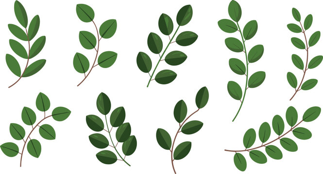 Collection of green leafy branches set, botanical foliage twigs and stems pack, isolated vector nature illustration bundle