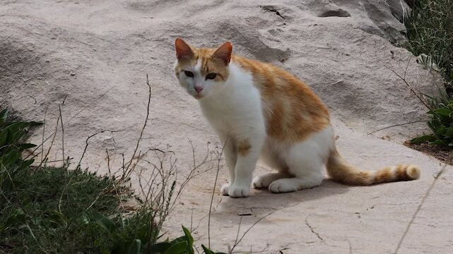 Ginger and white cat walking across sandy ground with grass patches, then sitting and looking toward the camera. 
