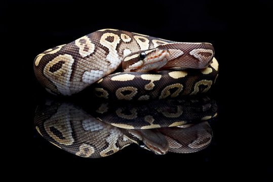 a ball python on black background