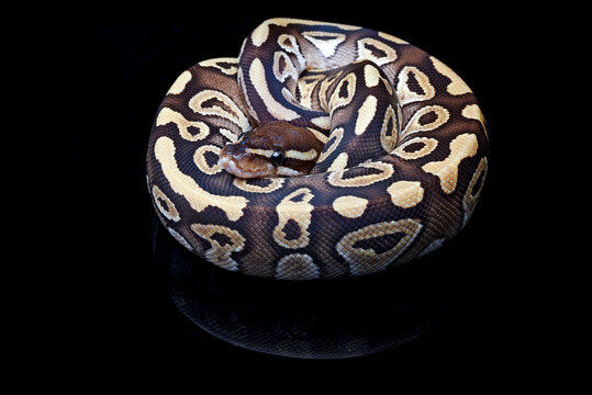a ball python on black background