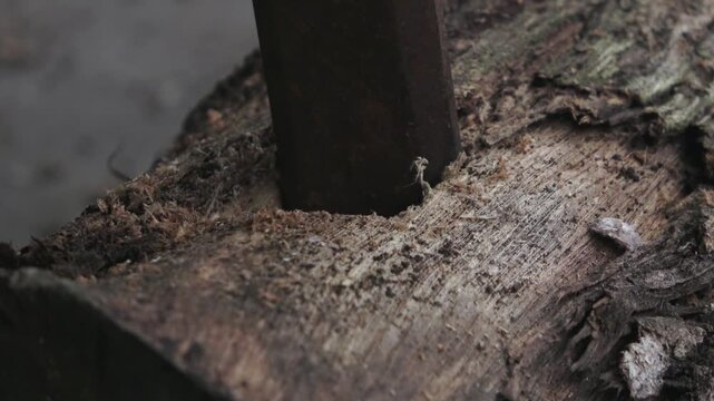 High-quality close-up footage of a skilled craftsman manually carving a hole in authentic teak wood using a traditional sharp chisel. The scene captures the intricate details of the woodworking proces