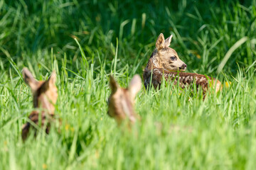 very young roe  deer triplets fawns in the grass © Duvekot Fotografie