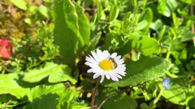 Sweat Bee nectaring on Daisy flowers in a meadow in spring in a domestic garden with wind. Halictus sp, Bellis perennis, Indre-et-Loire 37, r&eacute;gion Centre-Val de Loire, France, European Union, Europe