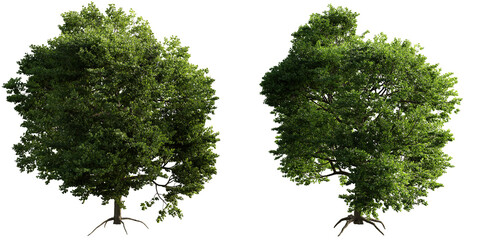 Fototapeta premium Set of Two Green Deciduous Trees with Dense Foliage Isolated on Transparent Background. 3D rendering.