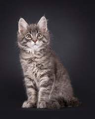 Obraz premium Expressive sweet Maine Coon cat kitten, sitting up side ways. Looking to the side away from camera. Isolated on a black background.