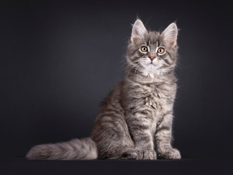 Expressive sweet Maine Coon cat kitten, sitting up side ways. Looking straight into camera. Isolated on a black background.