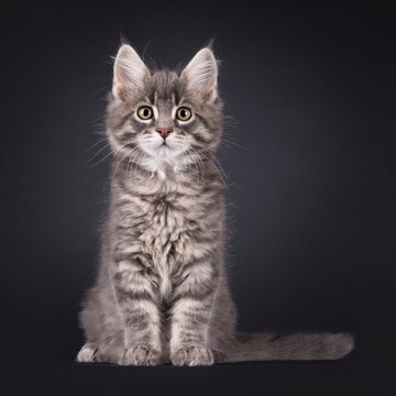 Expressive sweet Maine Coon cat kitten, sitting up facing front. Looking straight into camera. Isolated on a black background.