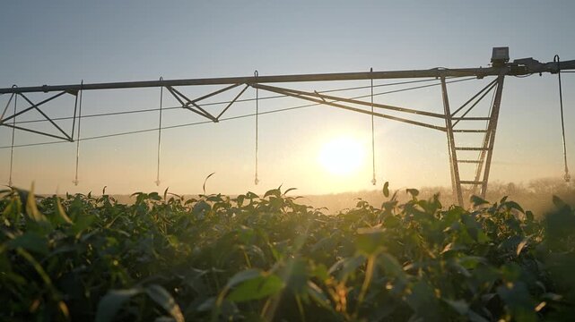 Automated irrigation system waters green crop field at sunset. Agriculture farm sprinkler sprays water on plants during golden hour. Farming technology helps plant growth in sunny rural landscape.