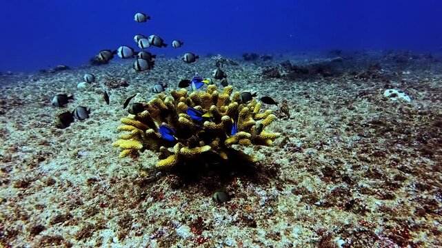 Slow Motion of Small Fish Schooling over Corals at The Crevasse, Guam