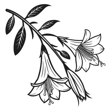 Chirita Flower Vector Botanical Illustration