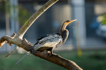 Anhinga (Anhinga anhinga) perched on a branch with soft blurred background and warm natural light, highlighting feather details and elegant posture. © Arthur