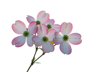 Naklejka premium Elegant pink dogwood flowers on a branch, soft gradient petals, macro photography, super resolution, on white background.