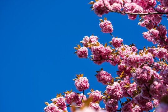 Bl&uuml;hende Sakura Kirschbl&uuml;ten im Fr&uuml;hling