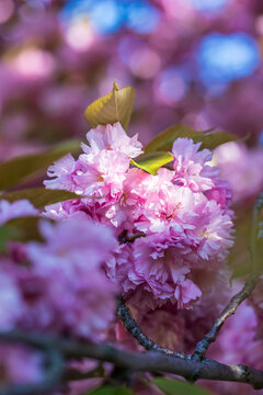 Bl&uuml;hende Sakura Kirschbl&uuml;ten im Fr&uuml;hling