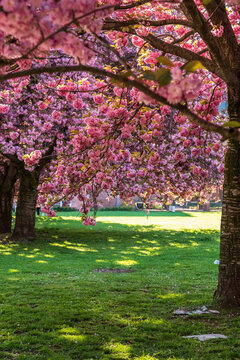 Rosa bl&uuml;hende Kirschbl&uuml;ten im Fr&uuml;hjahr vor dem Grassi Museum in Leipzig