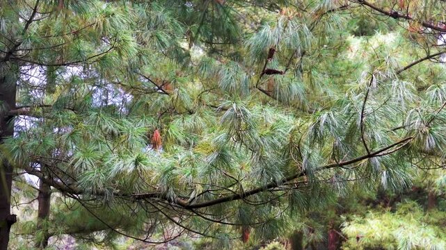 China pine (Pinus yunnanensis). China. Xining.