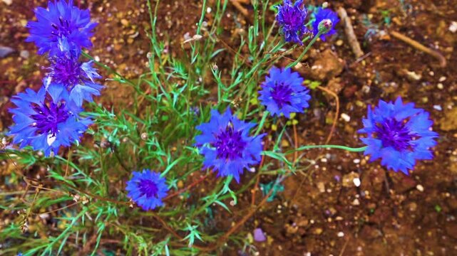 cornflower or bachelor button, often grew as a weed in cornfields in China. Xining