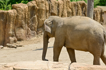 Fototapeta premium Asian elephant in zoo. Close-up of the Elephant. Nature scene and animals scene. Animals concept.