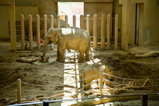 Asian elephant in zoo. Close-up of the Elephant. Nature scene and animals scene. Animals concept.