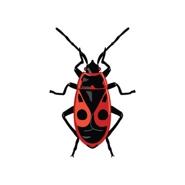 Firebug insect vector illustration isolated on white