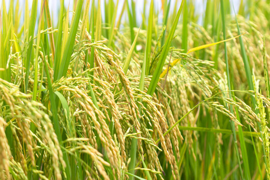 rice in the harvest season