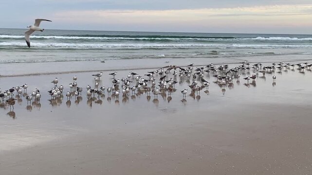 A large group of seabirds stands on reflective wet sand near rolling waves. The coastal wildlife scene highlights nature and seaside atmosphere.