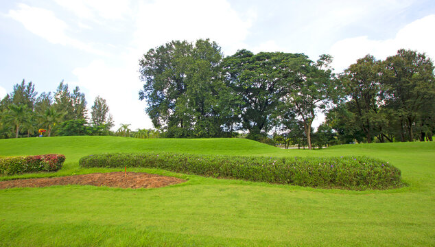 Green lawn and garden