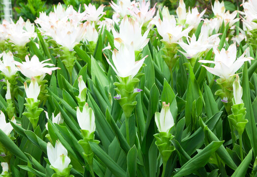 Thai tulip on flower garden