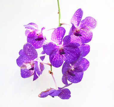 A purple orchid flower