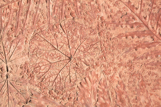 Cement wall with leaf marks