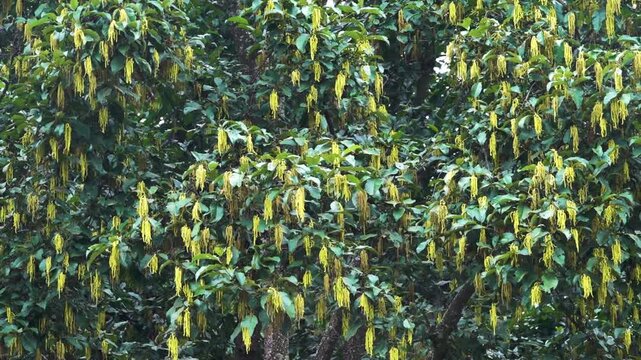 Macadamia integrifolia fruiting tree in China. Xining