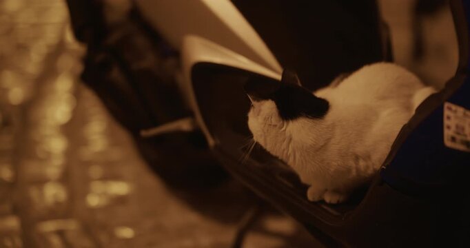 Cat sitting in scooter compartment at night