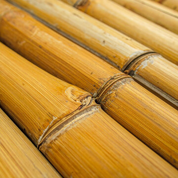 Golden bamboo stalks texture pattern