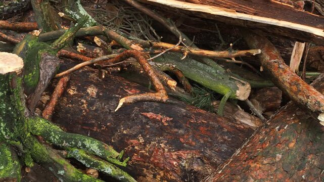 Sawmill in the forest. Harvesting firewood.
