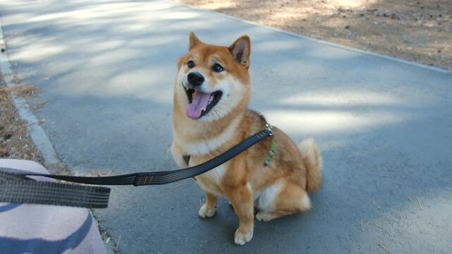 Shiba inu sitting on pavement path in sunny park with owner. Cute japanese dog wearing harness and leash, panting, yawning, looking around curiously. Shiba inu dog yawning and panting in sunny park