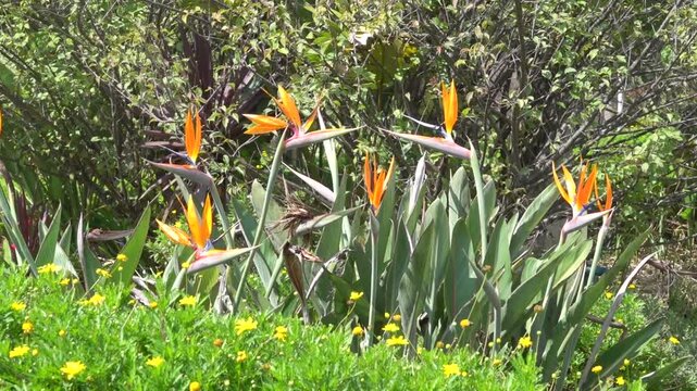 crane flower, bird of paradise (Strelitzia reginae) a wild ornamental plant from America in China. Xining