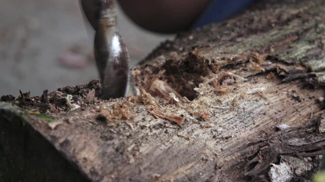 A high-quality, handheld close-up shot capturing a drill bit penetrating deep into a solid teak wood log. The footage showcases professional woodworking craftsmanship with visible wood shavings and sa