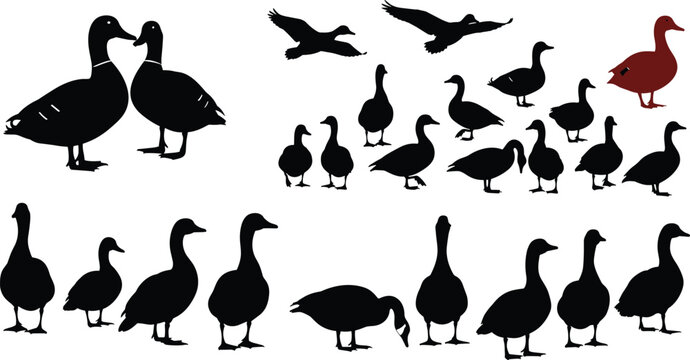 Silhouettes of Ducks and Geese in Various Flying and Standing Poses Highlighting Bird Diversity and Movement