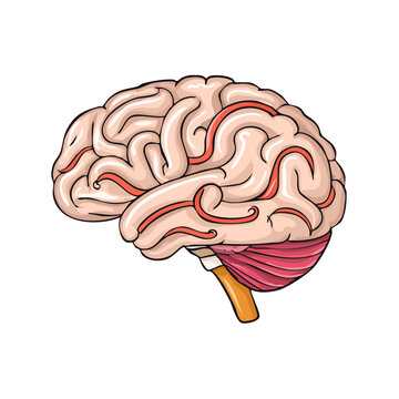 Artistic illustration of a human brain showing cerebrum cerebellum and brainstem with blood vessels