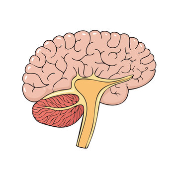 Medical illustration of a human brain sagittal view showing cerebellum brainstem and cerebrum lobes