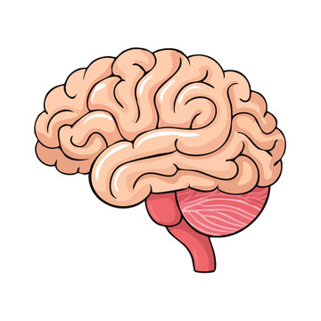 Stylized illustration of a human brain showing cerebral cortex cerebellum and brainstem anatomy