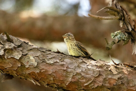 En la rama del pino un volant&oacute;n de Verdecillo o ser&iacute;n verdecillo (Serinus serinus)