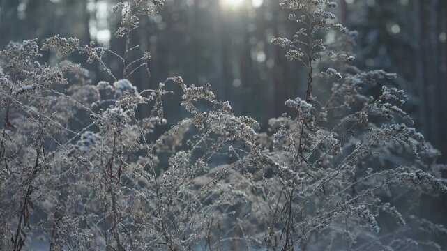 Winter meadow with frozen stems and soft sunlight