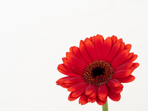 真紅のガーベラの花｜白背景のシンプルなフラワー素材｜コピースペース