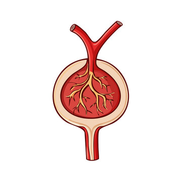 Diagram of a Glomerulus with Afferent and Efferent Arterioles and Bowman's Capsule