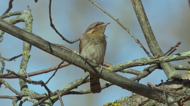 Eurasian Wryneck (Jynx torquilla). A bird perched on a branch. Sounds of the forest within.