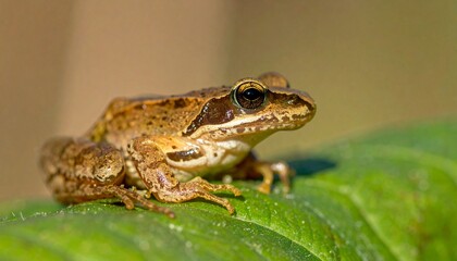 Obraz premium European Common Frog Resting on a Green Leaf in Sunlight.