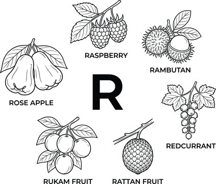 Fruits starting with the letter r educational illustration featuring raspberry rambutan rose apple redcurrant rukam and rattan fruit flat vector high quality