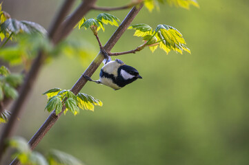 A small songbird sits on a branch © Claudia Evans 
