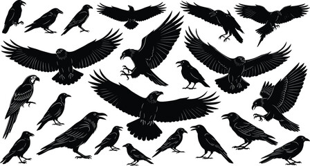 Obraz premium Crow and raven silhouette vector set featuring flying and perched black birds in different poses for gothic, wildlife and Halloween design projects